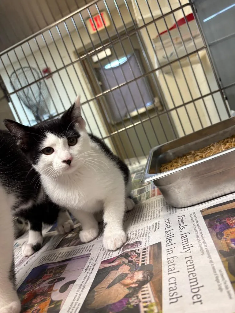 A baby medium-sized female Domestic Short Hair cat named Aunis for adoption in Nacogdoches, TX