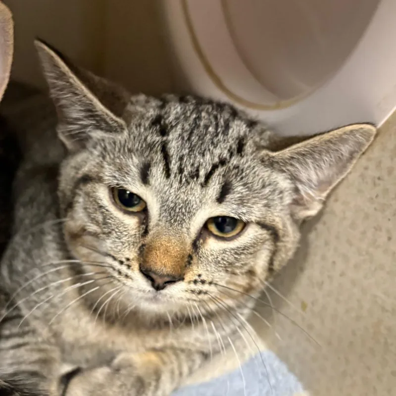 A baby small-sized female Domestic Short Hair cat named Ashley for adoption in Yuma, AZ