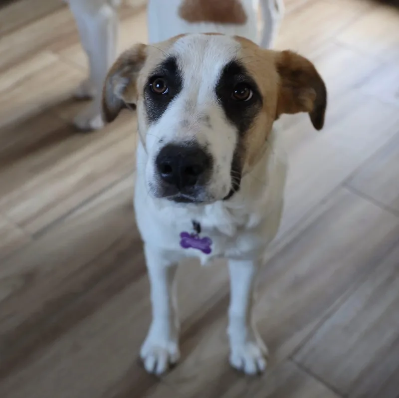 An adult medium-sized female Great Pyrenees dog named May Belle for adoption in Southlake, TX