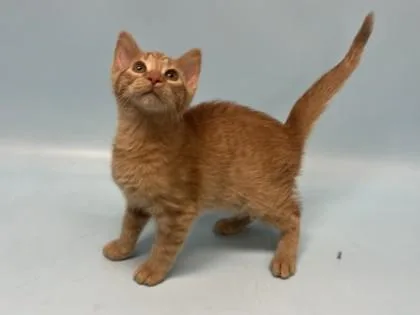 A baby small-sized male Domestic Short Hair cat named Lloyd for adoption in Coon Rapids, MN