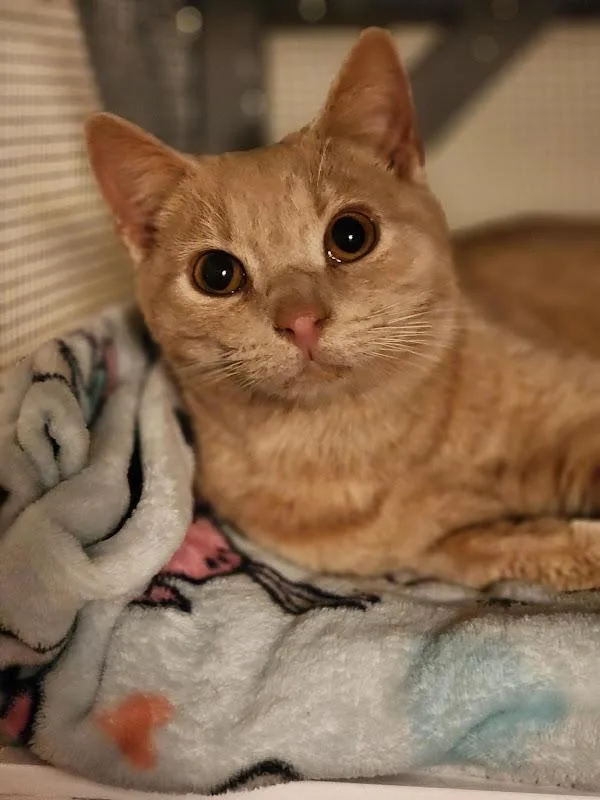 A young medium-sized male Tabby (Orange / Red) Domestic Short Hair cat named Orange Fizz for adoption in Johnson City, TN