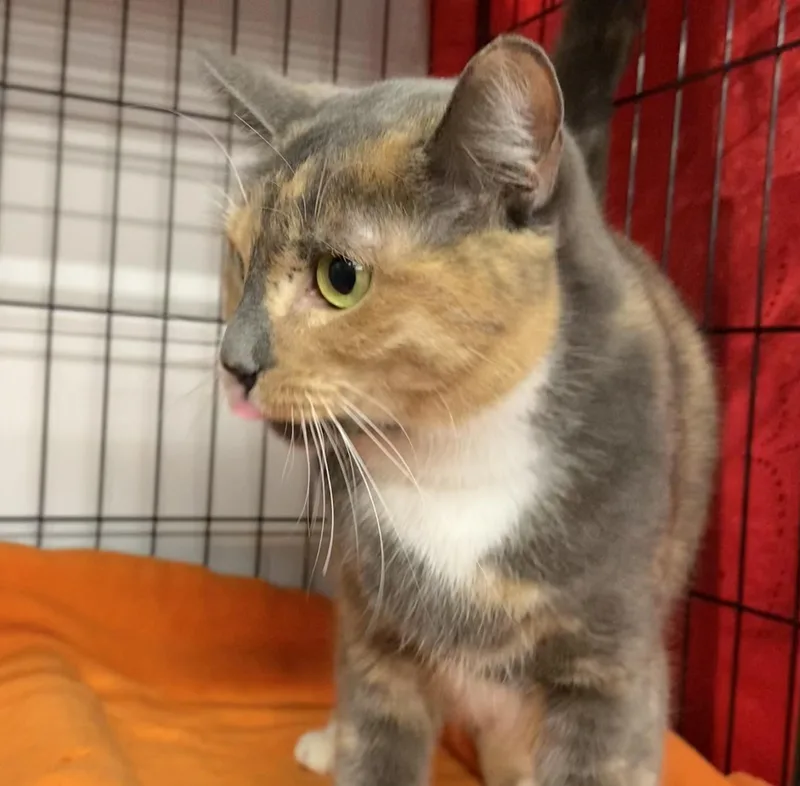 Camomile thumbnail 2