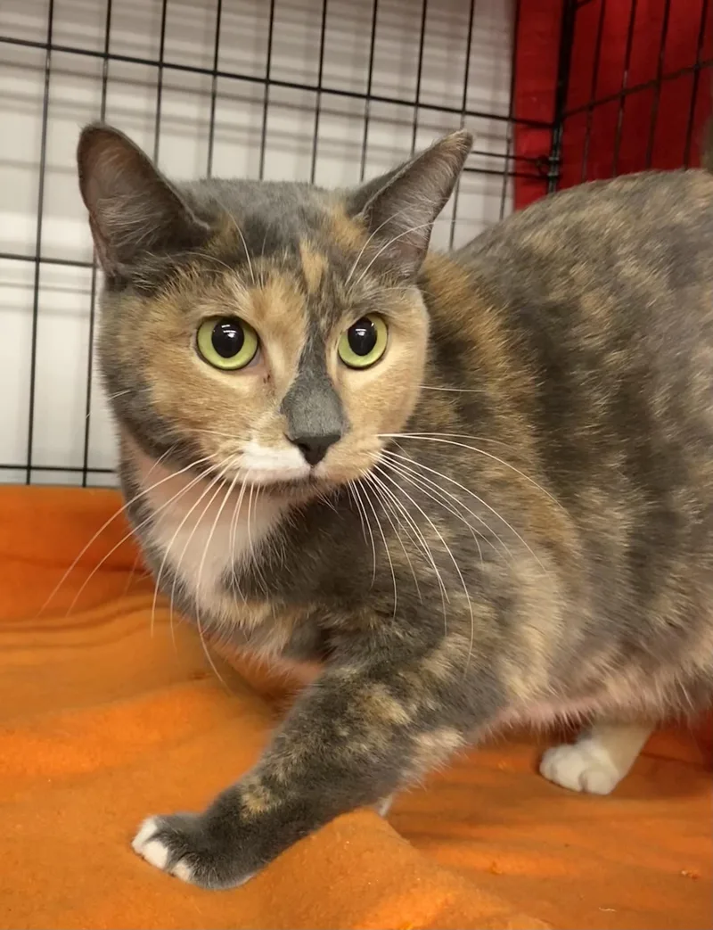 Camomile thumbnail 3