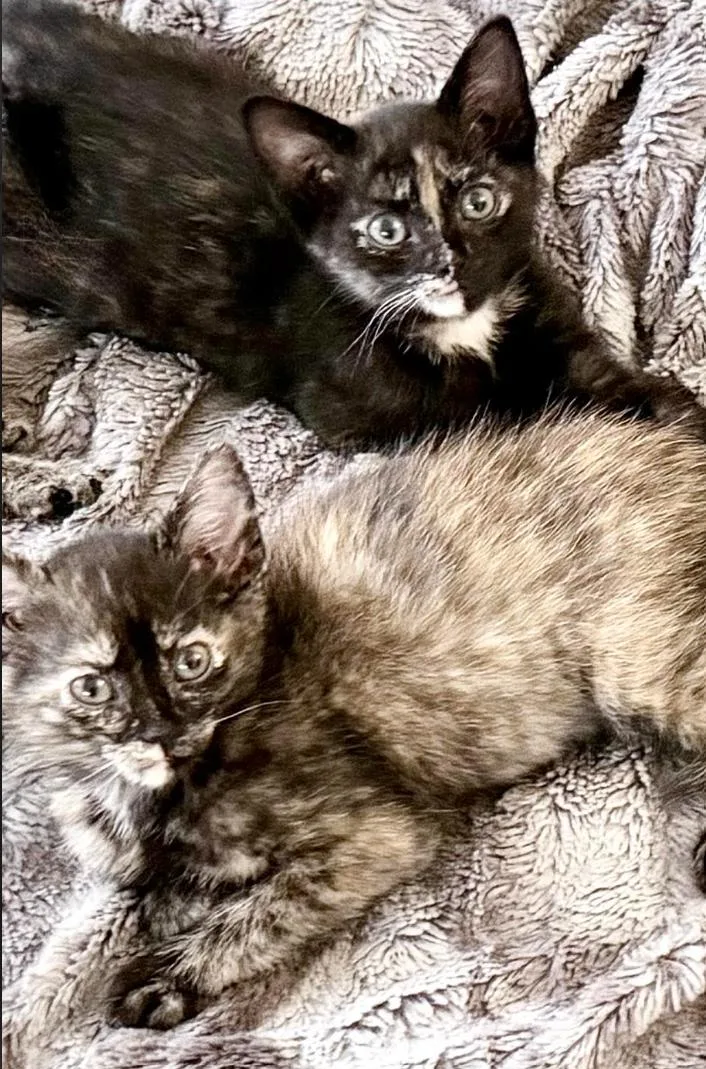 A baby medium-sized female Tortoiseshell Domestic Short Hair cat named Marigold & Clementine for adoption in Rochester, NY