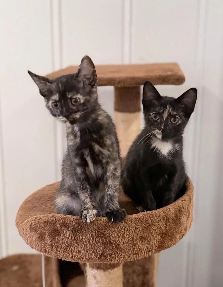 Marigold & Clementine thumbnail 2