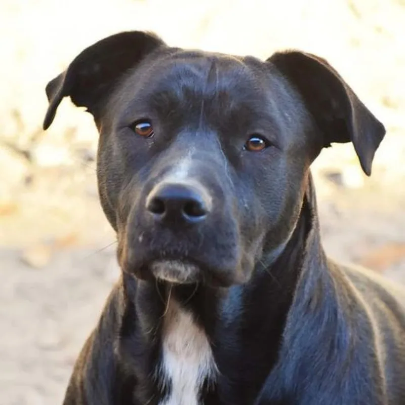 An adult large-sized female Black Labrador Retriever dog named Angel for adoption in Hackett, AR