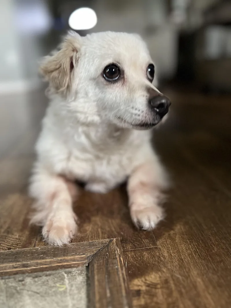 A senior small-sized female White / Cream Chihuahua dog named Rosebud ORThw for adoption in Missouri City, TX