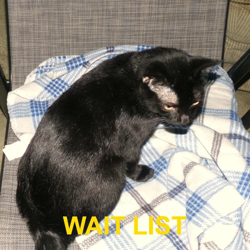 A young small-sized male Black Domestic Short Hair cat named Midnight for adoption in Livingston, TX