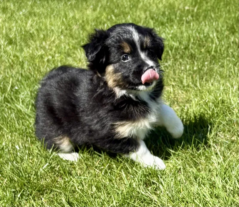 Tilly