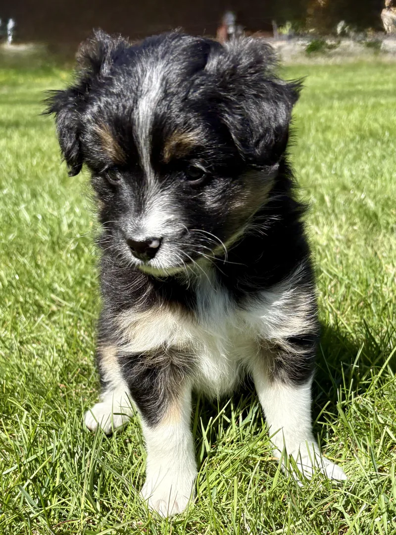 Tilly thumbnail 2