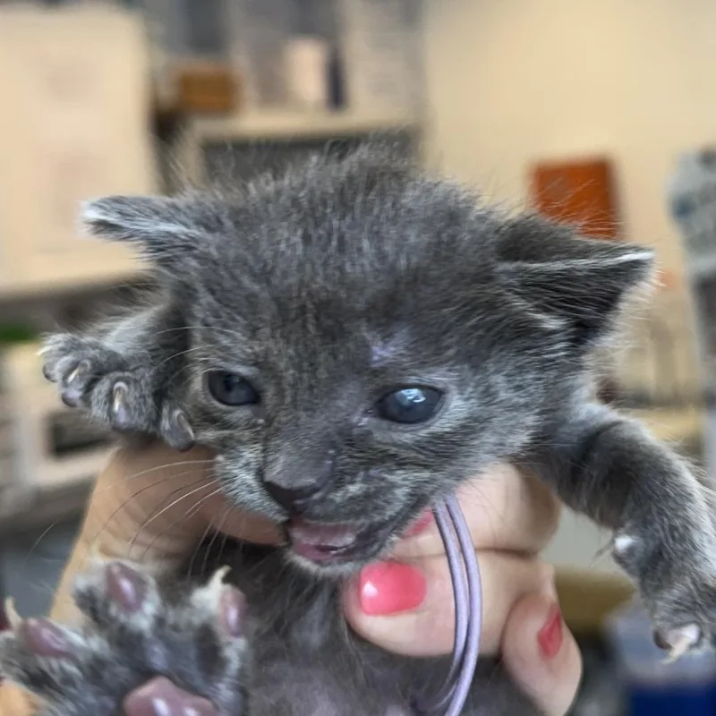 A baby small-sized female Gray / Blue / Silver Domestic Short Hair cat named Gamora for adoption in Austin, TX