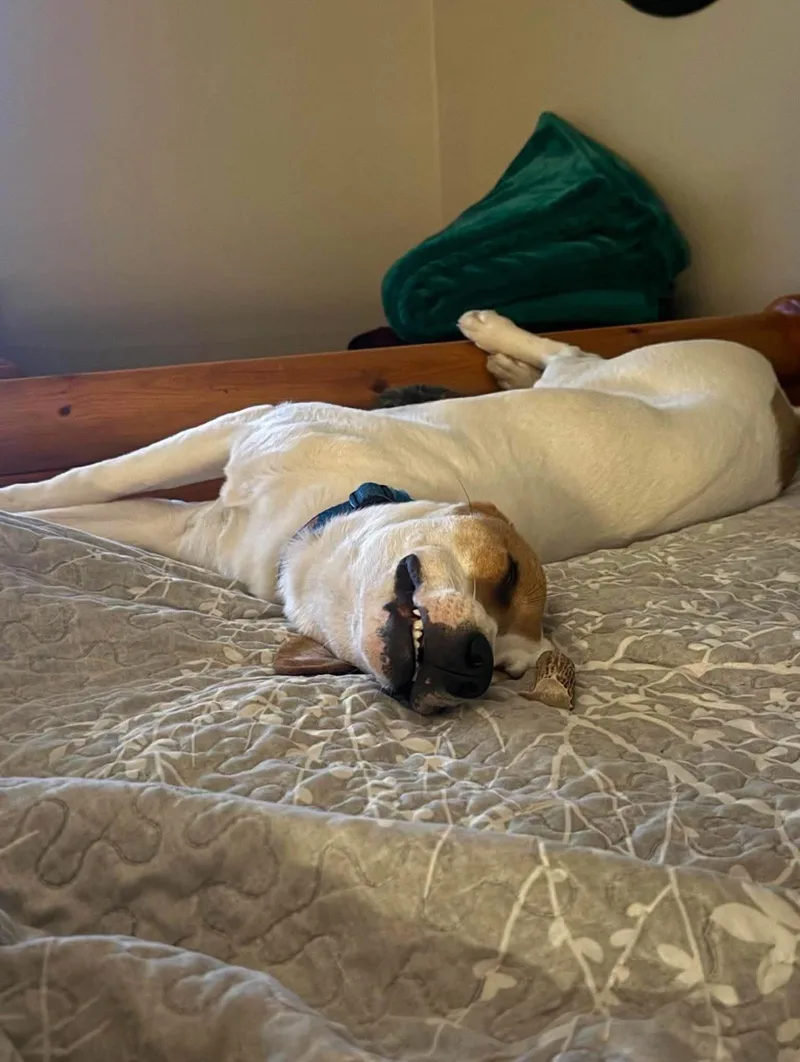 A baby medium-sized male Beagle dog named Cypress for adoption in Highland, NY