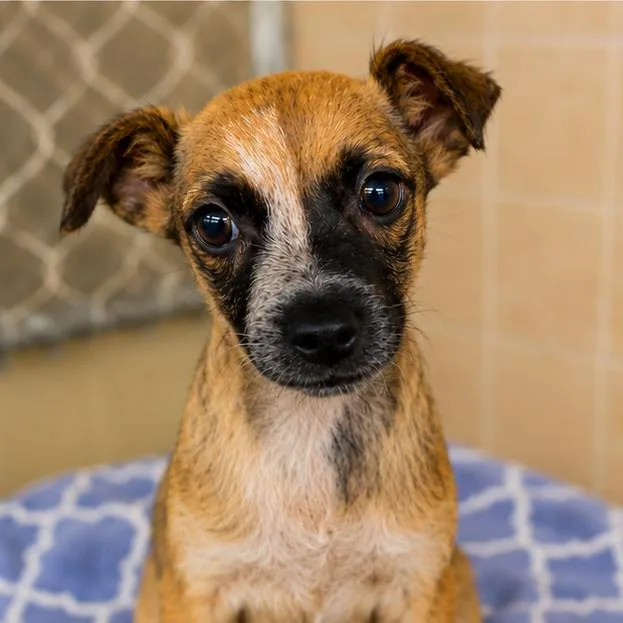 A baby small-sized female Yellow / Tan / Blond / Fawn Spaniel dog named Pearl for adoption in Sonoma, CA