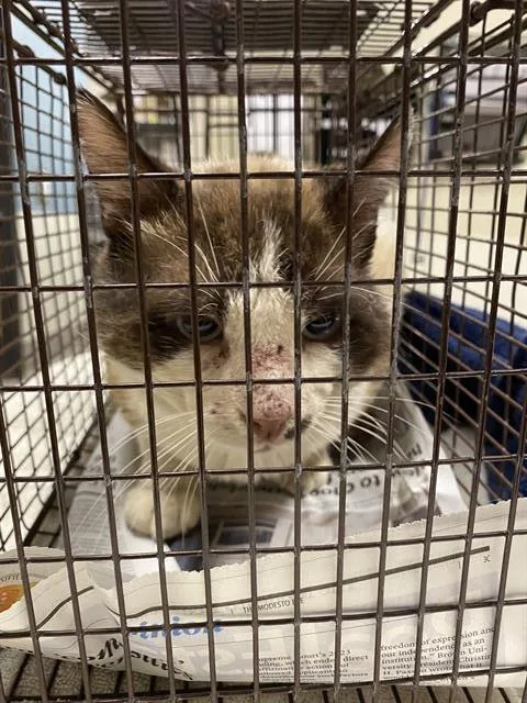 An adult large-sized male Domestic Medium Hair cat named A for adoption in Modesto, CA