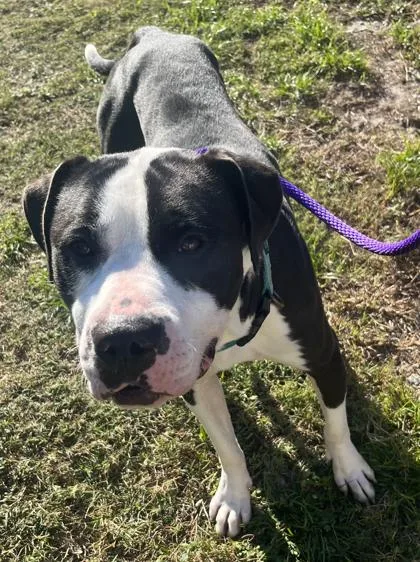 An adult large-sized male Terrier dog named Knight for adoption in Palm Coast, FL