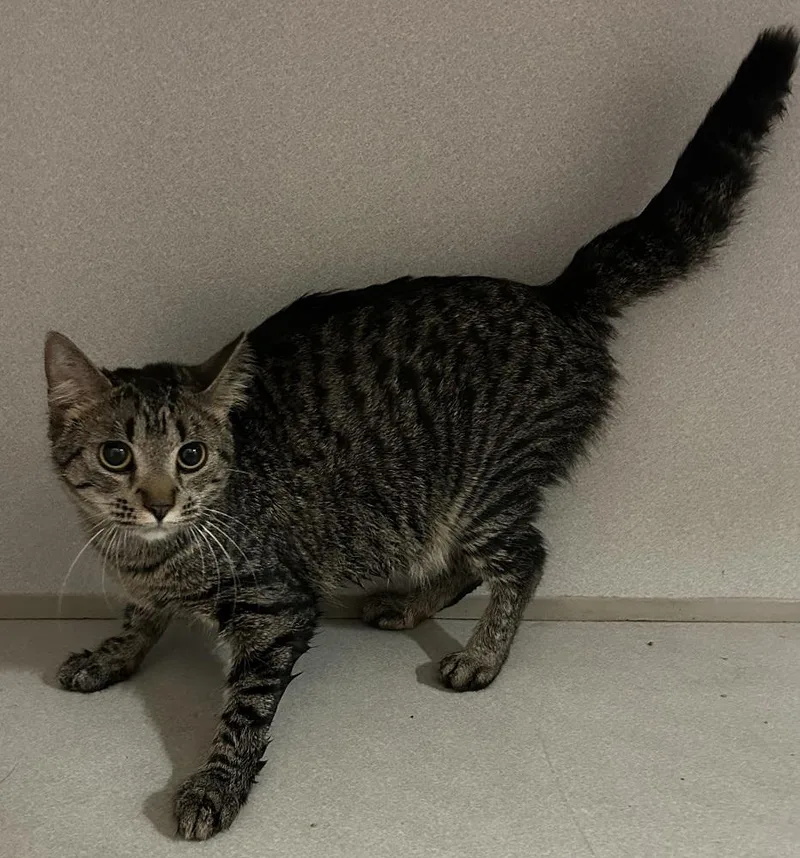 An adult large-sized female Tabby (Brown / Chocolate) Domestic Short Hair cat named Blondie for adoption in Mason City, IA