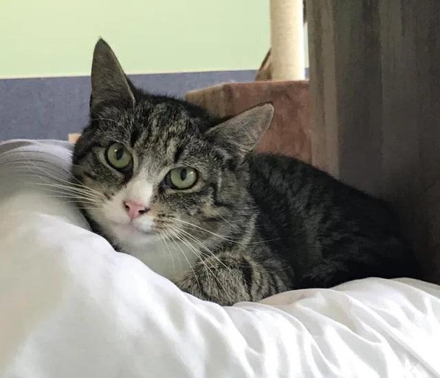 A senior large-sized male Domestic Short Hair cat named Hank for adoption in Jim Thorpe, PA
