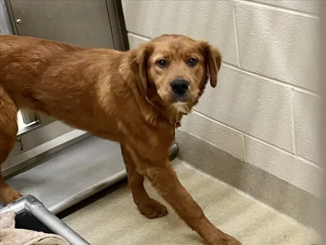 A young small-sized female Bernese Mountain Dog dog named Maple for adoption in Chapel Hill, NC