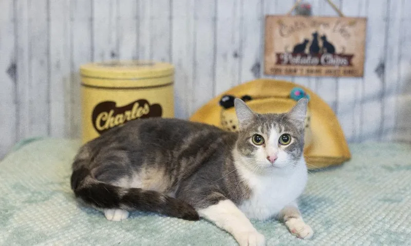 A young medium-sized male Domestic Short Hair cat named Beck for adoption in Roanoke, TX