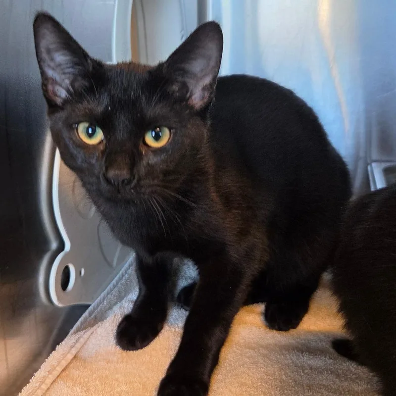 A baby medium-sized female Black Domestic Short Hair cat named Yellowjacket for adoption in Asheville, NC