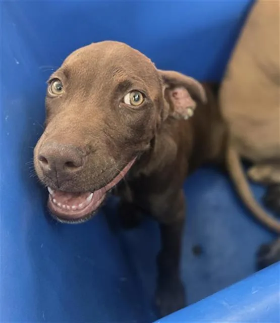 A baby large-sized female Mixed Breed dog named Hershey for adoption in Dallas, TX