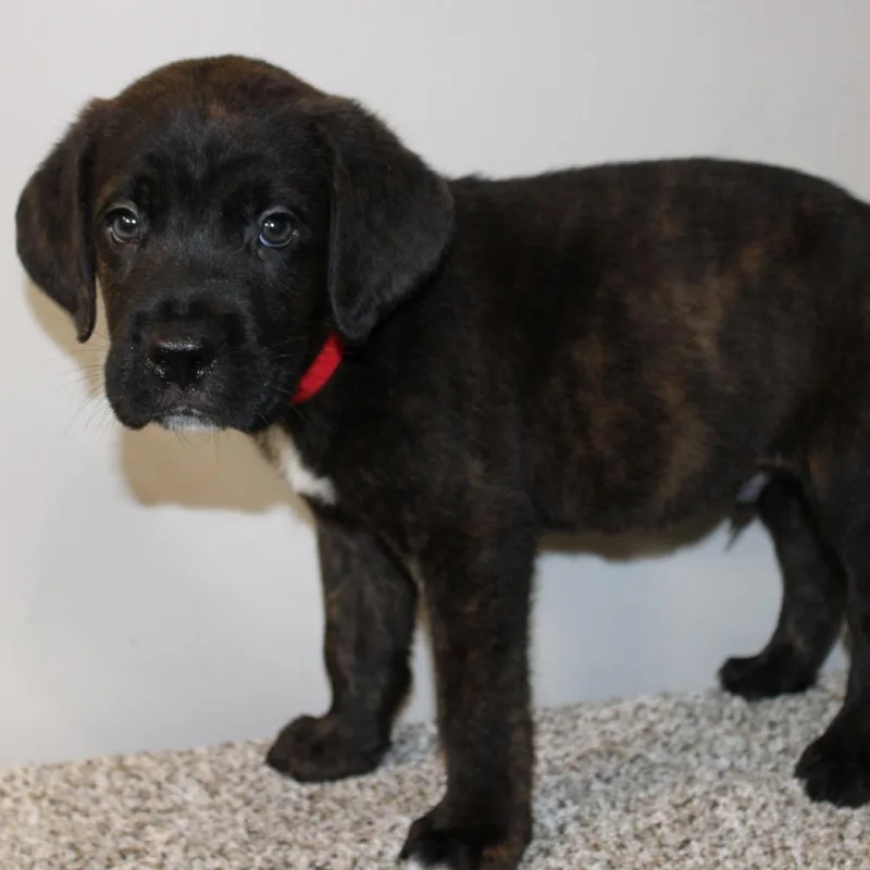 A baby extra large-sized male Brindle Mastiff dog named Smokey for adoption in Phoenix, AZ