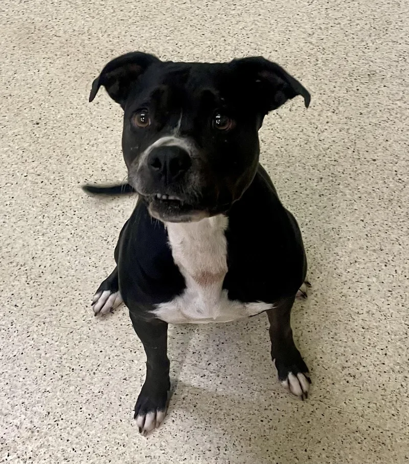 An adult medium-sized female Terrier dog named Christine for adoption in Muncie, IN
