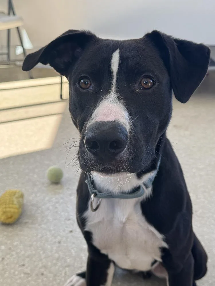 An adult large-sized male Tricolor (Brown, Black, & White) Terrier dog named Formal Wear for adoption in Kalamazoo, MI
