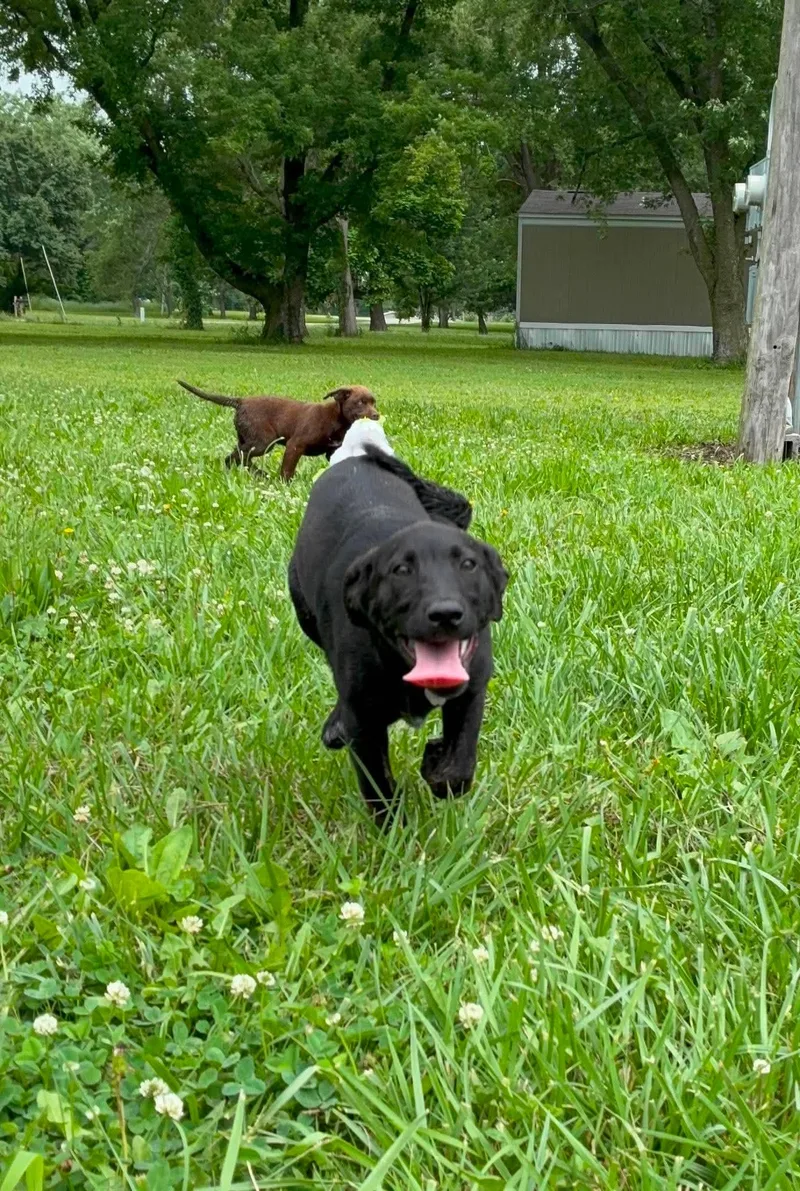 Lola thumbnail 3