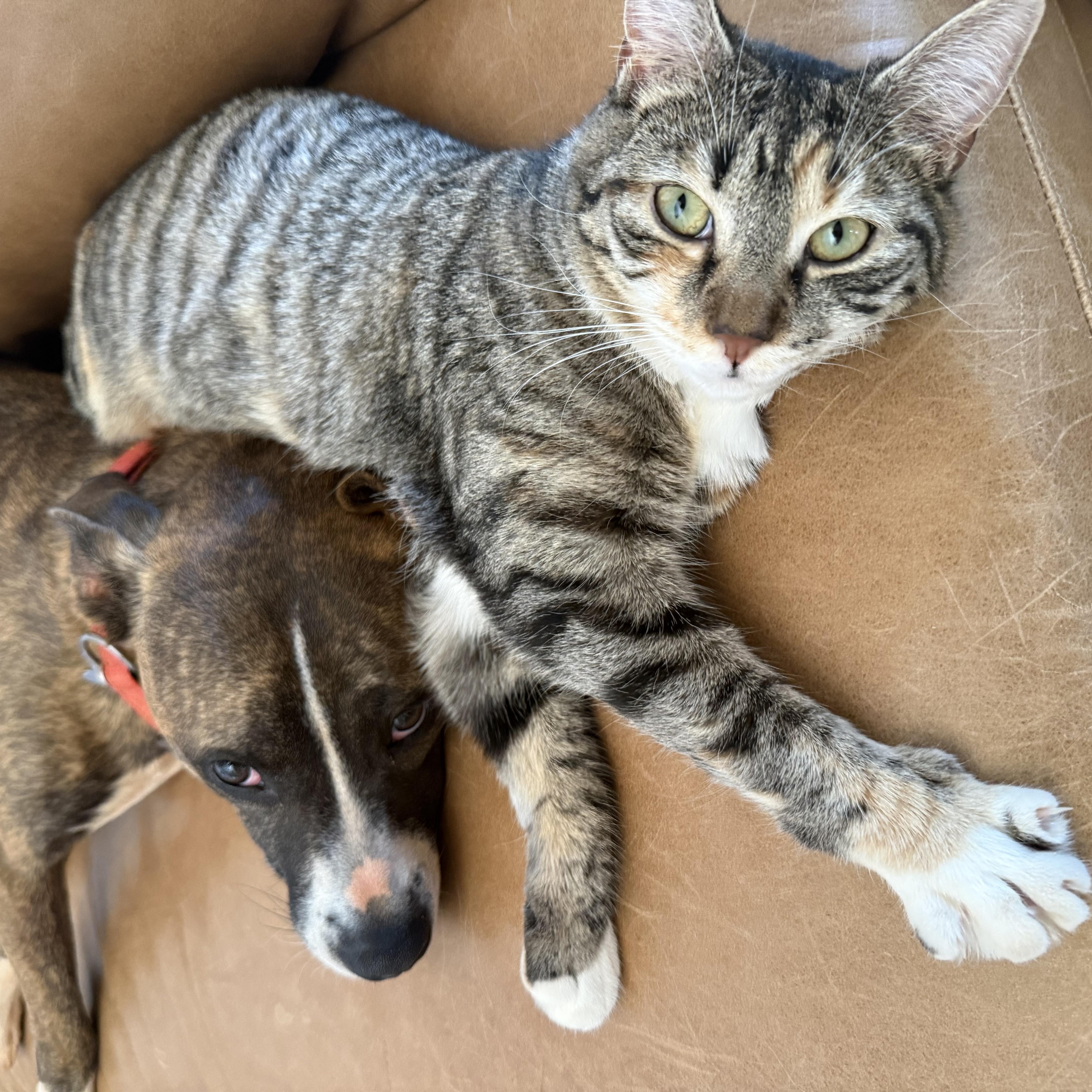 A young medium-sized female Tabby (Gray / Blue / Silver) Domestic Short Hair cat named Mae for adoption in Asheville, NC