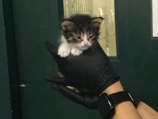 A baby small-sized male Domestic Short Hair cat named Max for adoption in Thousand Palms, CA