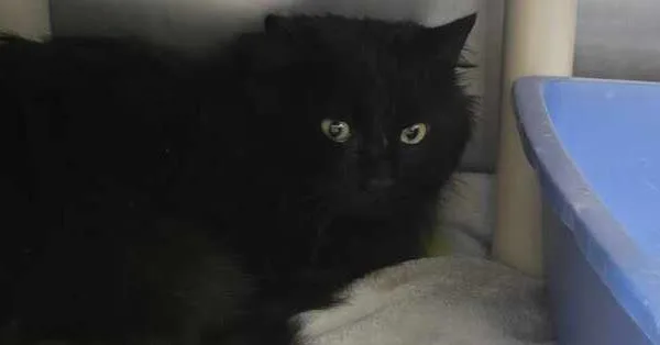 Blackbeard thumbnail 2