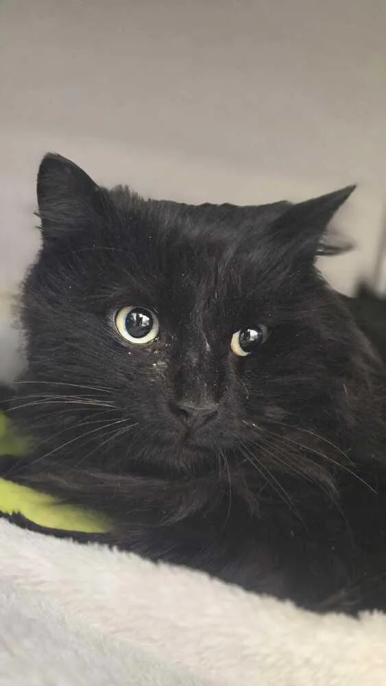 Blackbeard thumbnail 3