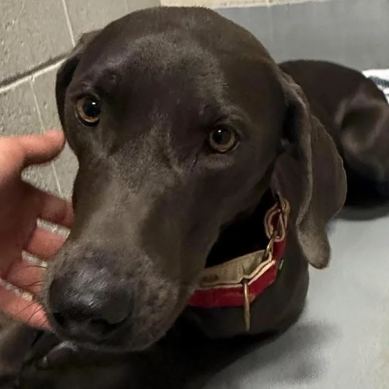 An adult medium-sized female Gray / Blue / Silver Mixed Breed dog named Lori for adoption in Beckley, WV