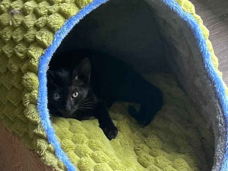 A young medium-sized female Black Domestic Short Hair cat named Fizz for adoption in Moncks Corner, SC