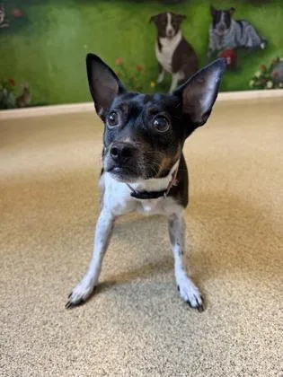 An adult small-sized male Black Rat Terrier dog named Sammy for adoption in Harbor Springs, MI