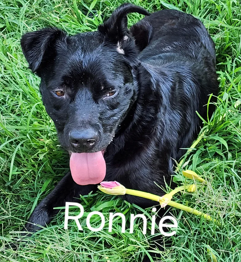 Ronnie
