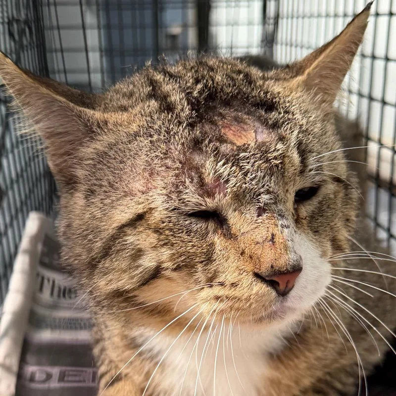 An adult small-sized male Brown / Chocolate Domestic Short Hair cat named Tuscwildlife for adoption in Tuscaloosa, AL