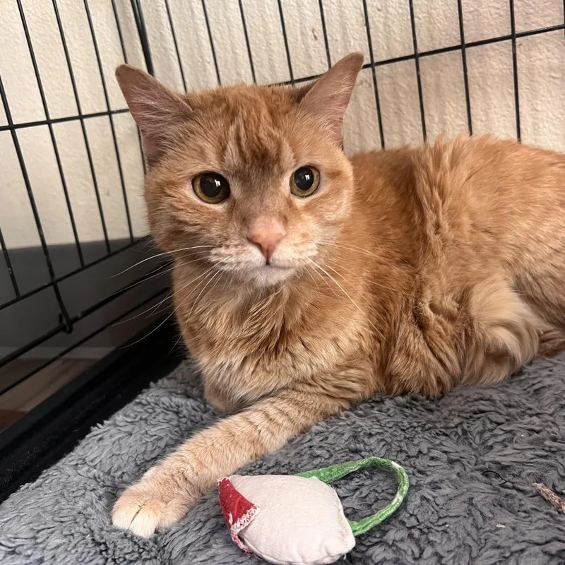 A senior medium-sized female Orange / Red Domestic Short Hair cat named Kyabbi for adoption in Las Vegas, NV