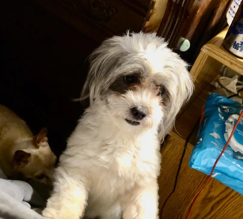 A young small-sized female Gray / Blue / Silver Havanese dog named Farrah for adoption in Sarasota, FL