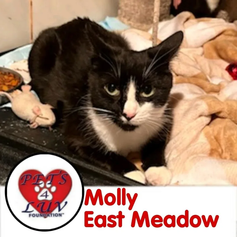 Molly East Meadow thumbnail 2