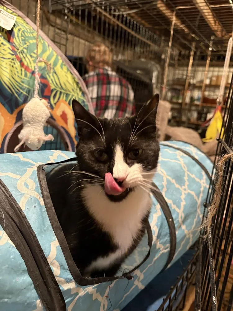 Molly East Meadow thumbnail 3