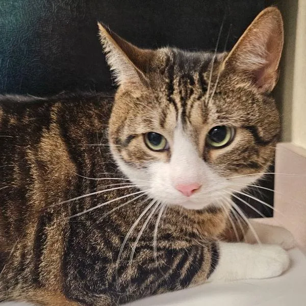 An adult large-sized male Domestic Short Hair cat named Leo for adoption in Salisbury, MD