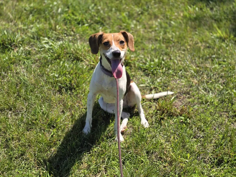 A young medium-sized female Tricolor (Brown, Black, & White) Beagle dog named June Bug for adoption in Maynardville, TN