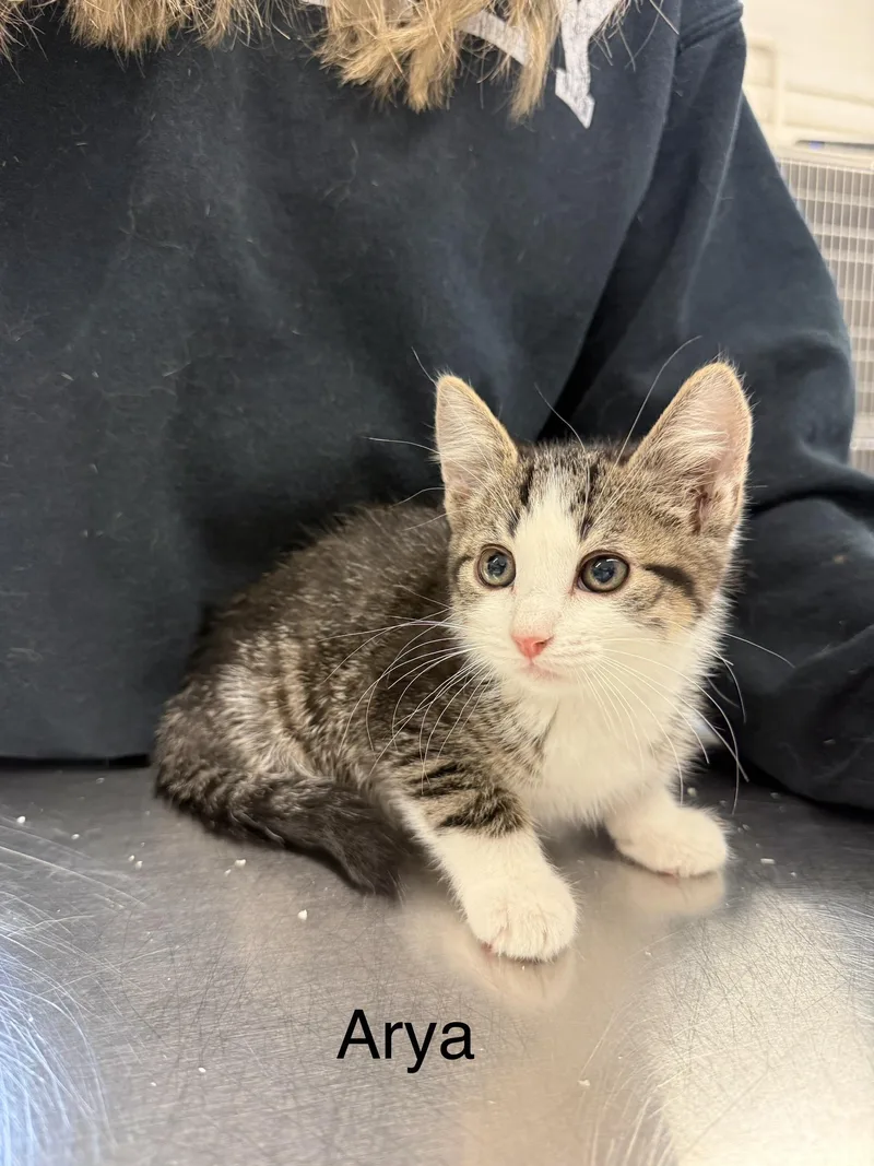 A baby small-sized female Domestic Short Hair cat named Arya for adoption in Grand Rapids, MI