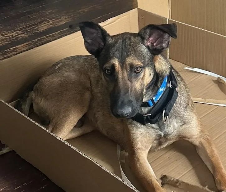 An adult large-sized male Tricolor (Brown, Black, & White) German Shepherd Dog dog named Rex for adoption in Sharon, CT