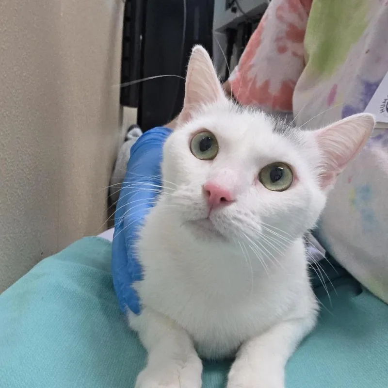 An adult medium-sized female Domestic Short Hair cat named Penelope for adoption in Tacoma, WA