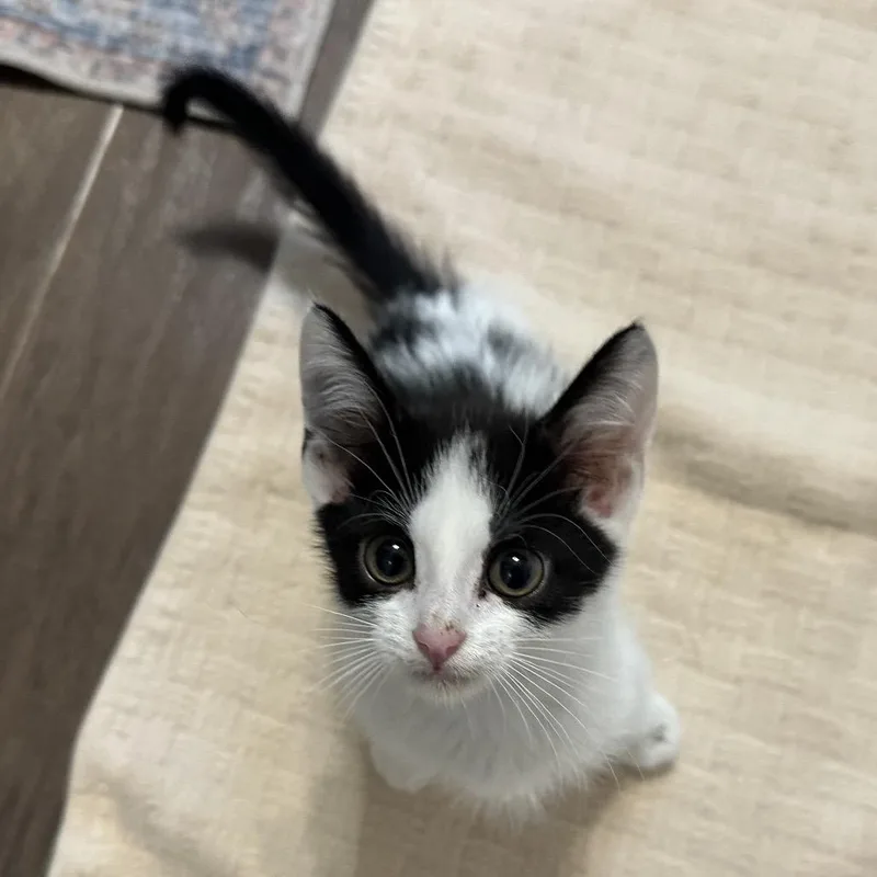 A baby small-sized female White Domestic Short Hair cat named Jessie for adoption in Evansville, IN
