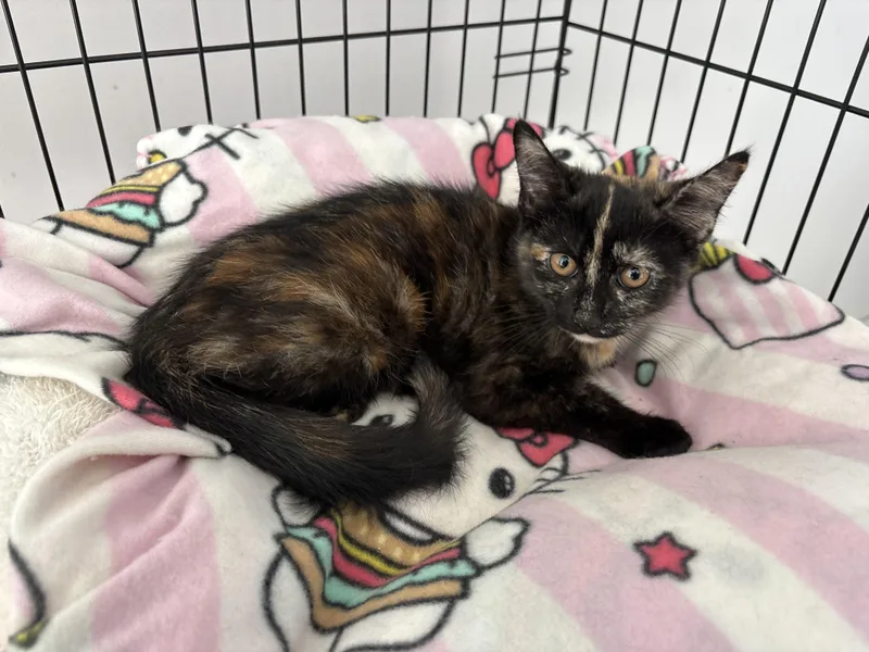 A baby small-sized female Tortoiseshell cat named Marisol for adoption in Seaford, NY