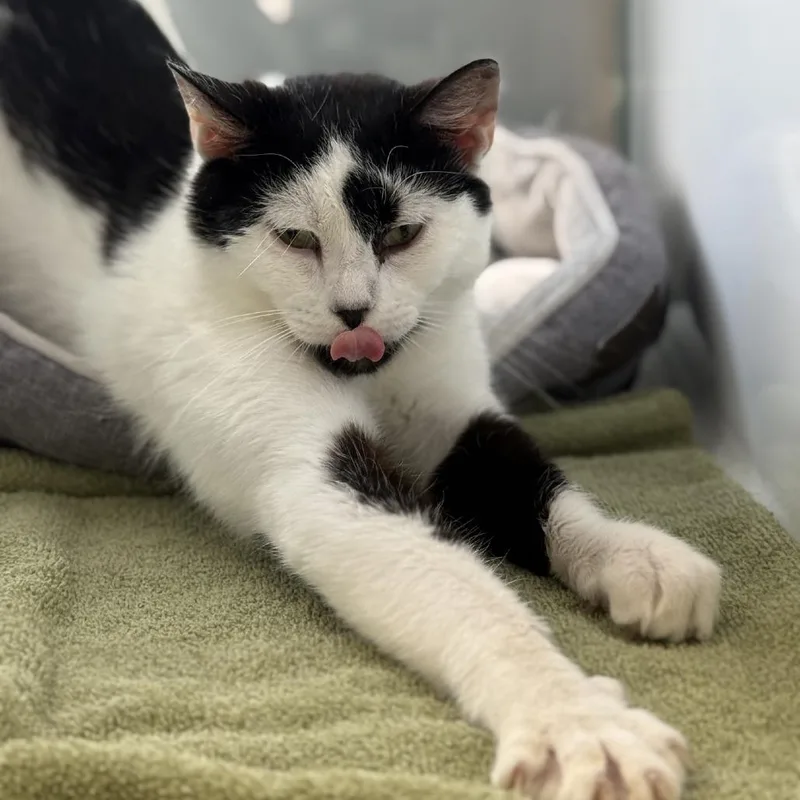 An adult medium-sized male Black Domestic Short Hair cat named Pickle for adoption in Ridgely, MD